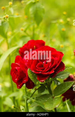 Drei rote dekorative Rosen im Sommer Garten in Tropfen regen. Blumen nach Regen Garten Hintergrund Stockfoto