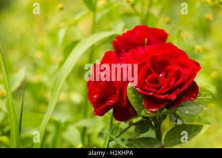 Drei rote dekorative Rosen im Sommergarten in Tropfen Regen. Blumen nach Regen Garten Hintergrund Stockfoto