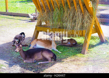 Bereichen Hirsch mit Geweih samt ruht mit Familie in der Nähe von Krippe mit Heu Stockfoto