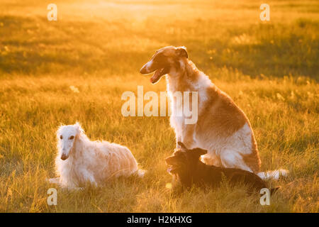 Klein schwarz gemischt Hunderasse Jagdhund und russische Windhunde Barsois, zusammen sitzen zusammen im Freien im Sommer oder Herbst mich Stockfoto