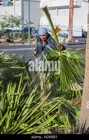 Las Vegas, Nevada - ein Arbeiter entfernt Palmwedel beschnitten aus Palmen. Stockfoto