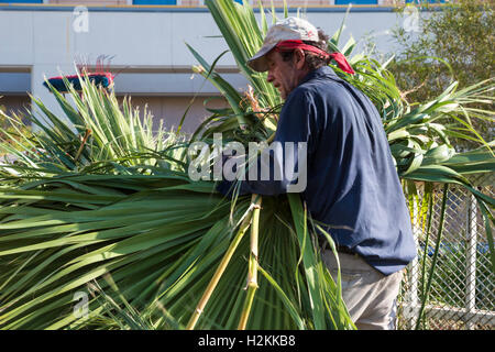 Las Vegas, Nevada - ein Arbeiter entfernt Palmwedel beschnitten aus Palmen. Stockfoto