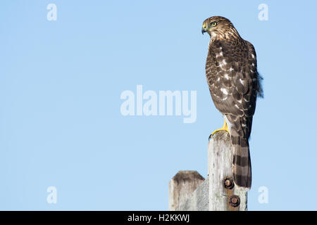 Ein Cooper der Habicht (Accipiter Cooperii) thront auf einem Pfosten im Nordosten, USA Stockfoto