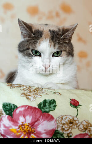 Katze liegt auf einem Bett und sah nachdenklich vor ihm Stockfoto