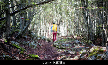 Junge läuft auf einem Wanderweg in den Buchenwald. Er hat einen gelben Rucksack auf den Schultern und halten zwei Walking-Stöcke. Stockfoto