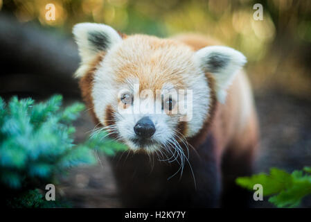 Edinburgh, Schottland. 29. September 2016. Bruce der rote Panda, der eine neue Ankunft in Edinburgh Zoo, Schottland. Bildnachweis: Andy Catlin/Alamy Live-Nachrichten Stockfoto