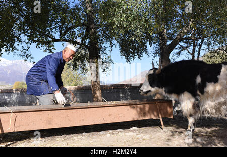 (160930)--QILIAN, 30. September 2016 (Xinhua)--Zhao Xuewen füttert das Vieh auf eine Viehzucht Genossenschaft in Gezidong Dorf Zhamashi Township, Qilian County, Nordwesten Chinas Provinz Qinghai, 28. September 2016. "Unser Leben wird noch besser und besser", sagte der 50-Jahr-alten Zhao Xuewen beim Betrachten seiner Schafe auf dem Hügel in Gezidong. Seine Situation war erst vor ein paar Jahren nicht so gut. Im Jahr 2012 erlitt Zhao eine Fraktur an seinem Bein, als er sein Haus repariert. Leider hatte seine Frau drei Operationen im selben Jahr. Die aufeinanderfolgenden Unglück ausgesetzt den Mann von der Hui ethnische g Stockfoto