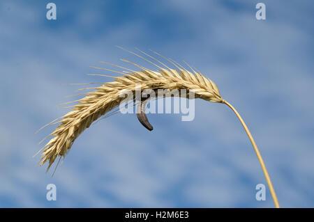 Mutterkornpilz; Claviceps purpurea Stockfoto