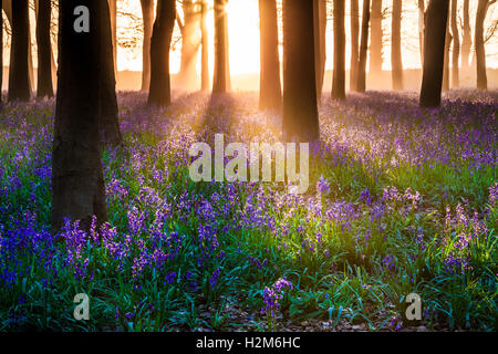 Bluebell Woods bei Sonnenaufgang. Stockfoto