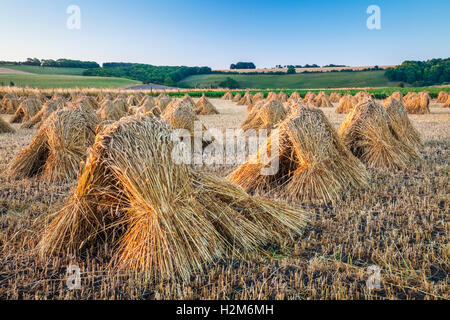 Traditionelle Stooks von Weizen in einem Feld in Wiltshire, UK. Stockfoto