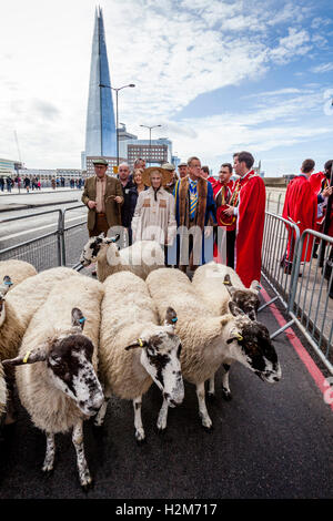 Worshipful Company der Woolmen des jährlichen Schafe fahren quer durch London Bridge, London, UK Stockfoto