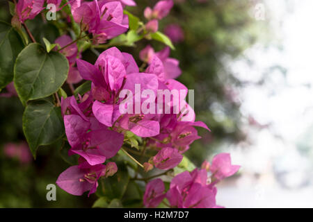 Schöne rosa, violetten Bougainvillea Blumen Stockfoto