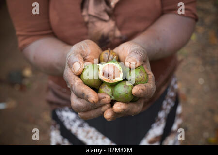 Ein Fair-Trade-Macadamia-Nuss-Züchter hält frisch geerntete Nüssen in Kirinyaga County, Kenia. Stockfoto