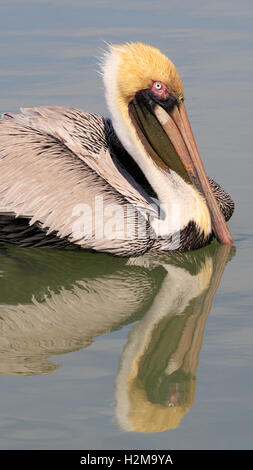 Pelikan schwimmen auf dem Wasser mit Wasserreflexion Stockfoto