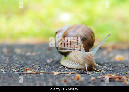 Schnecke auf der Straße Stockfoto