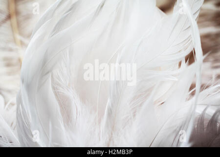 Weiße Federn schön Isolared Hintergrund Stockfoto