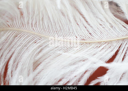 Weiße Federn schön Isolared Hintergrund Stockfoto