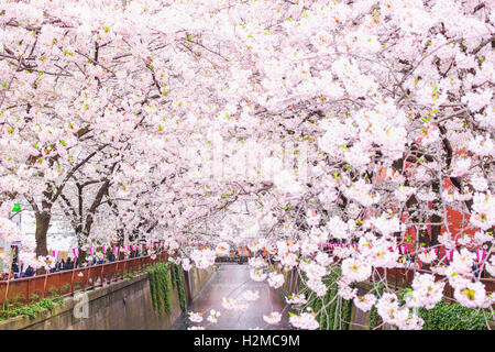 Kirschblüten am Meguro-Fluss, Tokyo, Japan Stockfoto