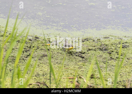 Eine Futtersuche grau Bachstelze Stockfoto