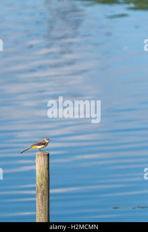 Ein thront grau Bachstelze Stockfoto