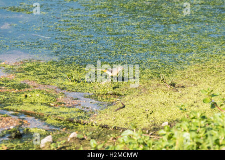 Eine Futtersuche grau Bachstelze (Motacilla Cinera) Stockfoto