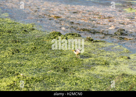 Eine Futtersuche grau Bachstelze (Motacilla Cinera) Stockfoto