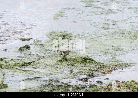 Eine Futtersuche grau Bachstelze Stockfoto