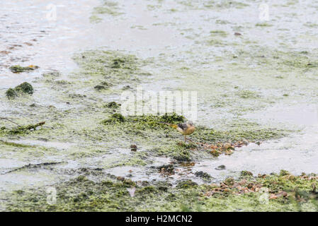 Eine Futtersuche grau Bachstelze (Motacilla Cinera) Stockfoto