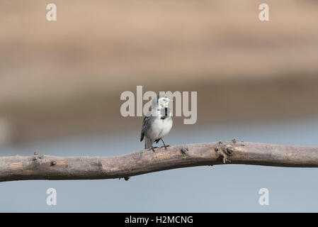 Ein thront juvenile Pied Bachstelze (Motacilla Alba) Stockfoto