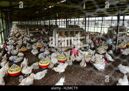 NIGERIA, Oyo State, Ibadan, chicken Coop, Schicht Henne für Ei-Produktion /Legehennenhaltung Fuer Eierproduktion zu halten Stockfoto