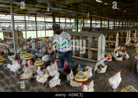 NIGERIA, Oyo State, Ibadan, chicken Coop, Schicht Henne für Ei-Produktion /Legehennenhaltung Fuer Eierproduktion zu halten Stockfoto