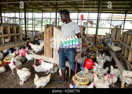 NIGERIA, Oyo State, Ibadan, chicken Coop, Schicht Henne für Ei-Produktion /Legehennenhaltung Fuer Eierproduktion zu halten Stockfoto