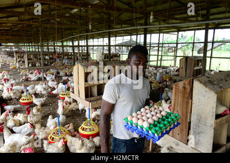 NIGERIA, Oyo State, Ibadan, chicken Coop, Schicht Henne für Ei-Produktion /Legehennenhaltung Fuer Eierproduktion zu halten Stockfoto