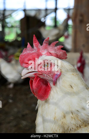 NIGERIA, Oyo State, Ibadan, chicken Coop, Schicht Henne für Ei-Produktion /Legehennenhaltung Fuer Eierproduktion zu halten Stockfoto