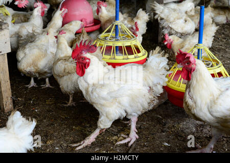 NIGERIA, Oyo State, Ibadan, chicken Coop, Schicht Henne für Ei-Produktion /Legehennenhaltung Fuer Eierproduktion zu halten Stockfoto