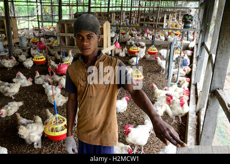 NIGERIA, Oyo State, Ibadan, chicken Coop, Schicht Henne für Ei-Produktion /Legehennenhaltung Fuer Eierproduktion zu halten Stockfoto