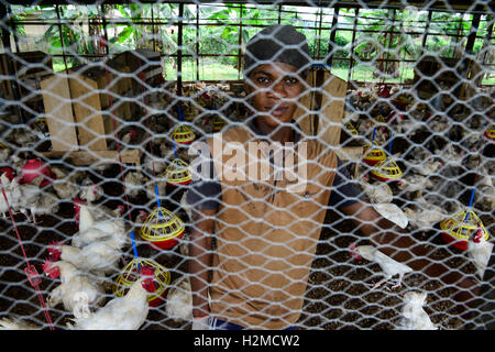 NIGERIA, Oyo State, Ibadan, chicken Coop, Schicht Henne für Ei-Produktion /Legehennenhaltung Fuer Eierproduktion zu halten Stockfoto