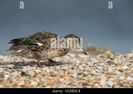 Petrol / Krickente (Anas Vogelarten), weibliche Ente, in der Zucht Kleid, herüber von einer Muschel-Bank, auf der Suche nach Nahrung. Stockfoto