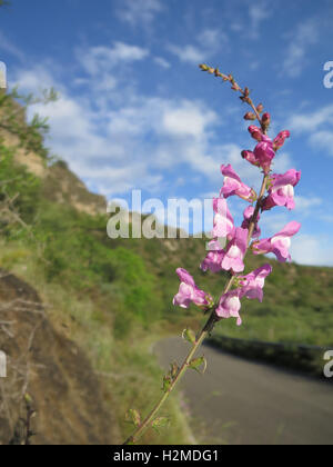 Einzigen gemeinsamen rosa wilde Löwenmaul in Landschaft Stockfoto