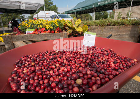 Frische Cranberries schweben in einem Anzeige-Moor an der USDA Farmers Market und Ocean Spray Agrargenossenschaft 17. September 2016 in Washington, DC. Stockfoto