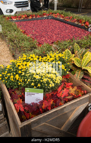 Frische Cranberries schweben in einem Anzeige-Moor an der USDA Farmers Market und Ocean Spray Agrargenossenschaft 17. September 2016 in Washington, DC. Stockfoto