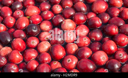 Frische Cranberries schweben in einem Anzeige-Moor an der USDA Farmers Market und Ocean Spray Agrargenossenschaft 17. September 2016 in Washington, DC. Stockfoto