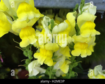 Loewenmaul, Antirrhinum, Majus, Sommerblume Stockfoto