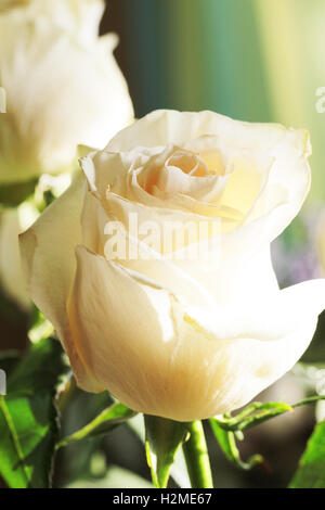 Weiße rose Hintergrund hautnah Stockfoto