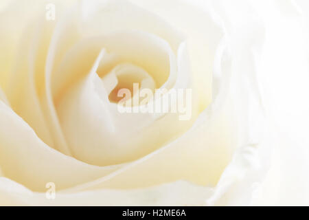 Weiße rose Hintergrund hautnah Stockfoto
