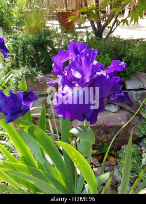 Schwertlilie, Iris Barbata-Elatior, Blue Rhythm Stockfoto