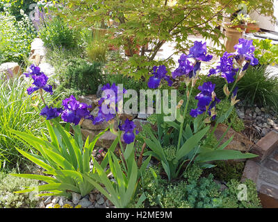 Schwertlilie, Iris Barbata-Elatior, Blue Rhythm Stockfoto