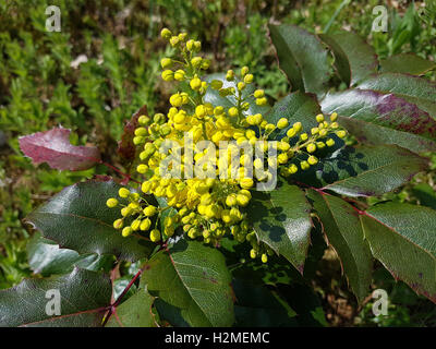 Mahonie; Mahonia Aquifolium, Heilpflanze Stockfoto