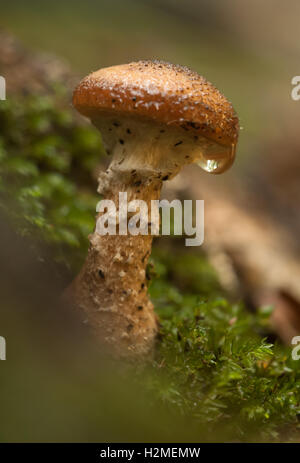 Penny Bun Pilz Boletus Edulis ragt über Moose in Wäldern, Essex, Oktober Stockfoto