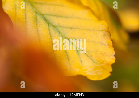 Erle Alnus Laub im herbstlichen Farben, Essex, November Stockfoto